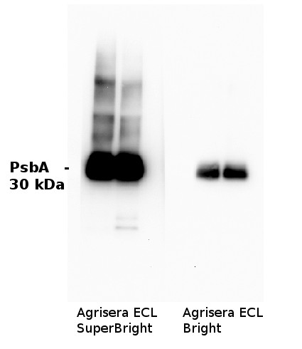 western blot using Agrisera ECL of different sensitivity